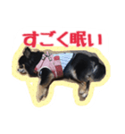 チップとザック（個別スタンプ：2）