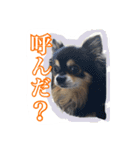 チップとザック（個別スタンプ：4）