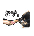 チップとザック（個別スタンプ：11）