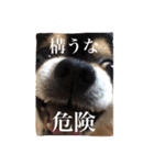チップとザック（個別スタンプ：16）