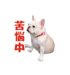 Sweet little lambs（個別スタンプ：24）