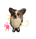 プッちゃん！（個別スタンプ：7）