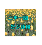 Yellow Flower images(Taiwanese version)（個別スタンプ：1）