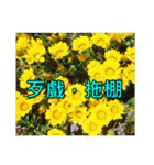 Yellow Flower images(Taiwanese version)（個別スタンプ：2）