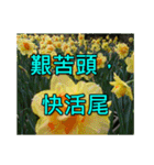 Yellow Flower images(Taiwanese version)（個別スタンプ：3）