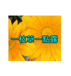Yellow Flower images(Taiwanese version)（個別スタンプ：4）