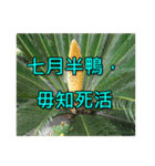 Yellow Flower images(Taiwanese version)（個別スタンプ：7）
