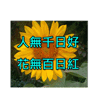 Yellow Flower images(Taiwanese version)（個別スタンプ：10）