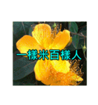 Yellow Flower images(Taiwanese version)（個別スタンプ：12）