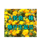 Yellow Flower images(Taiwanese version)（個別スタンプ：14）