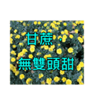 Yellow Flower images(Taiwanese version)（個別スタンプ：15）