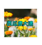 Yellow Flower images(Taiwanese version)（個別スタンプ：16）