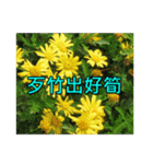Yellow Flower images(Taiwanese version)（個別スタンプ：17）