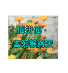 Yellow Flower images(Taiwanese version)（個別スタンプ：18）