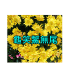 Yellow Flower images(Taiwanese version)（個別スタンプ：19）