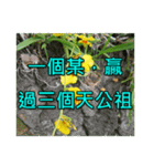 Yellow Flower images(Taiwanese version)（個別スタンプ：21）