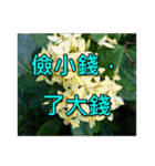 Yellow Flower images(Taiwanese version)（個別スタンプ：22）