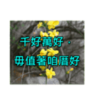Yellow Flower images(Taiwanese version)（個別スタンプ：23）