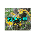 Yellow Flower images(Taiwanese version)（個別スタンプ：24）