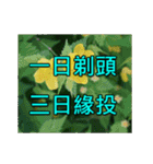 Yellow Flower images(Taiwanese version)（個別スタンプ：26）