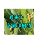 Yellow Flower images(Taiwanese version)（個別スタンプ：31）