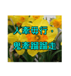Yellow Flower images(Taiwanese version)（個別スタンプ：33）