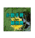 Yellow Flower images(Taiwanese version)（個別スタンプ：34）