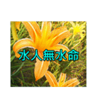 Yellow Flower images(Taiwanese version)（個別スタンプ：35）