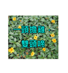 Yellow Flower images(Taiwanese version)（個別スタンプ：37）