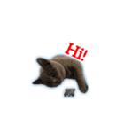 猫のブルーノ（個別スタンプ：6）