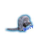 猫のブルーノ（個別スタンプ：12）