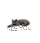 猫のブルーノ（個別スタンプ：15）