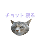 ポコとテン（個別スタンプ：34）