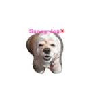 paco the lovely amecokka(^-^)（個別スタンプ：4）