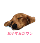 モカとコロン（個別スタンプ：4）