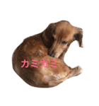 モカとコロン（個別スタンプ：38）