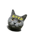 まるちゃんスタンプ 2（個別スタンプ：5）
