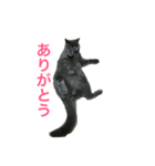 まるちゃんスタンプ 2（個別スタンプ：14）
