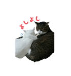 猫スタンプ(三兄弟)（個別スタンプ：1）