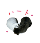 猫スタンプ(三兄弟)（個別スタンプ：2）