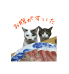 猫スタンプ(三兄弟)（個別スタンプ：3）