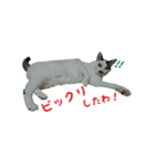 猫スタンプ(三兄弟)（個別スタンプ：5）