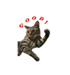 猫スタンプ(三兄弟)（個別スタンプ：6）