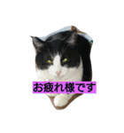 うちの可愛い子供達です（個別スタンプ：27）