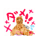 こむぎとこまち★（個別スタンプ：3）