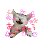 こむぎとこまち★（個別スタンプ：4）