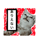 こむぎとこまち★（個別スタンプ：23）