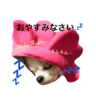 チワワのモモちん。（個別スタンプ：1）
