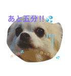 チワワのモモちん。（個別スタンプ：6）