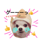 チワワのモモちん。（個別スタンプ：7）